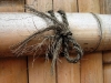 Bamboo wood fence detail-focus on the knot,the fence in background is blurred