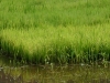 Ricefield